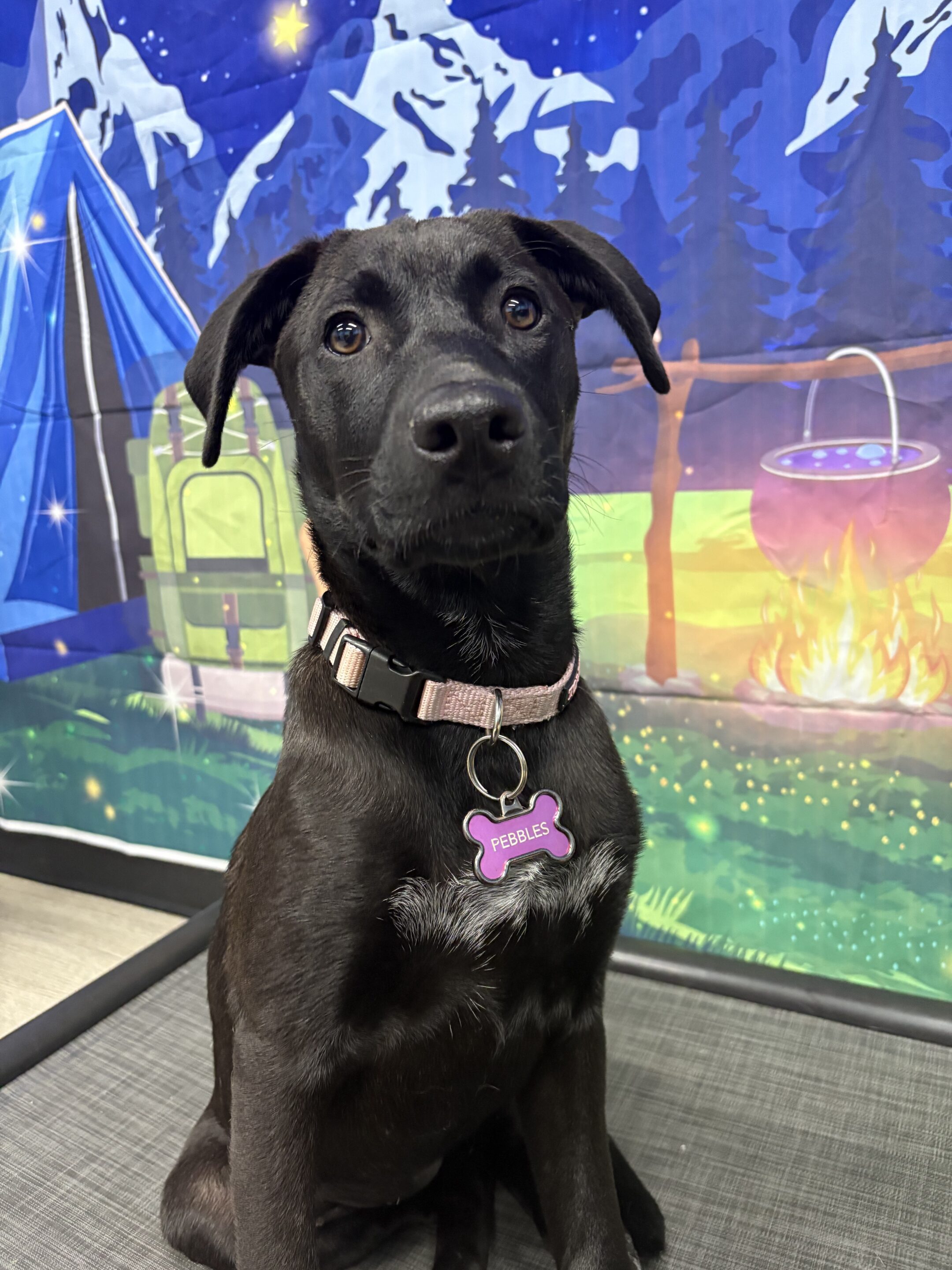 dog boarding services
