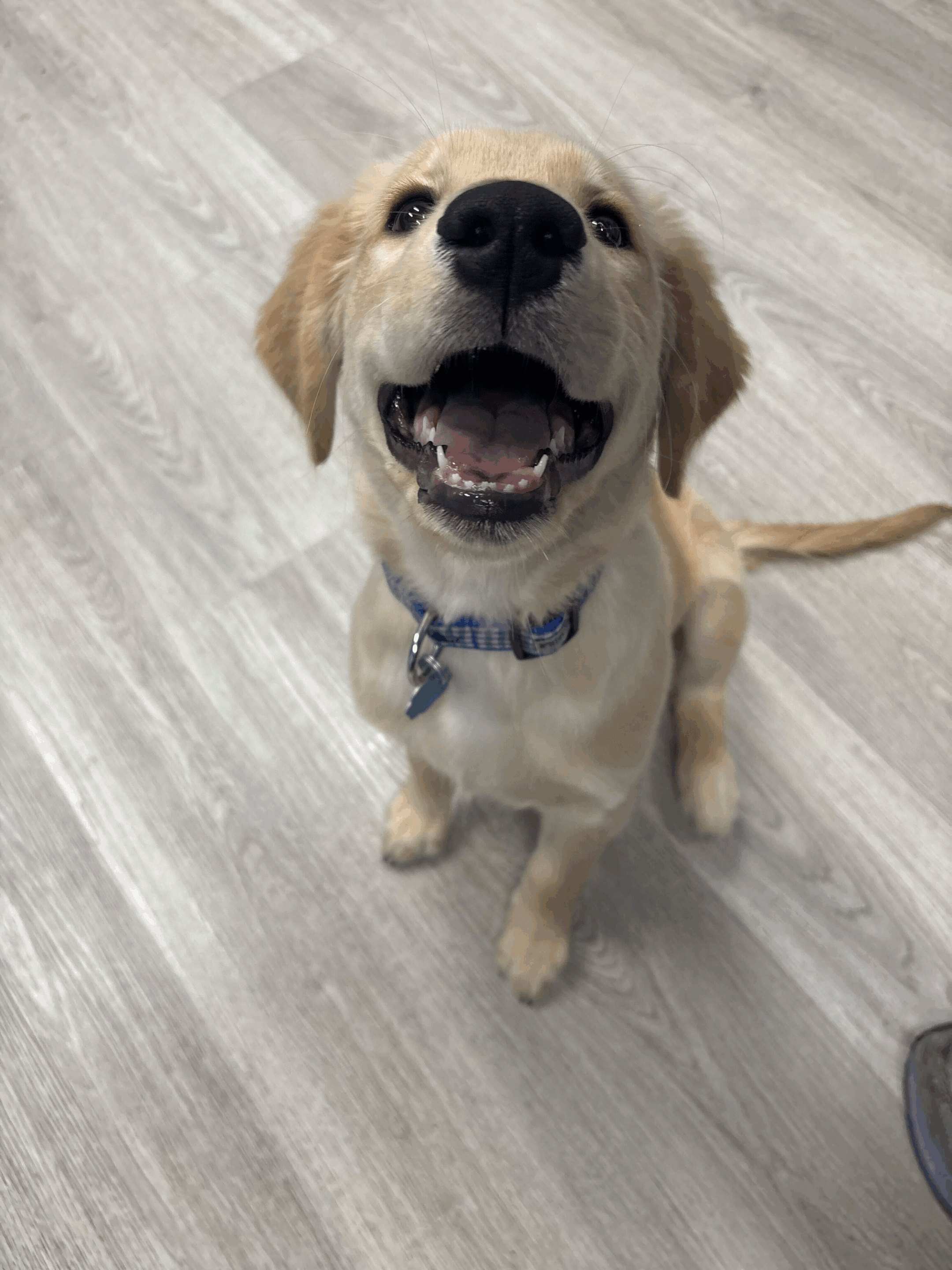 dog boarding services