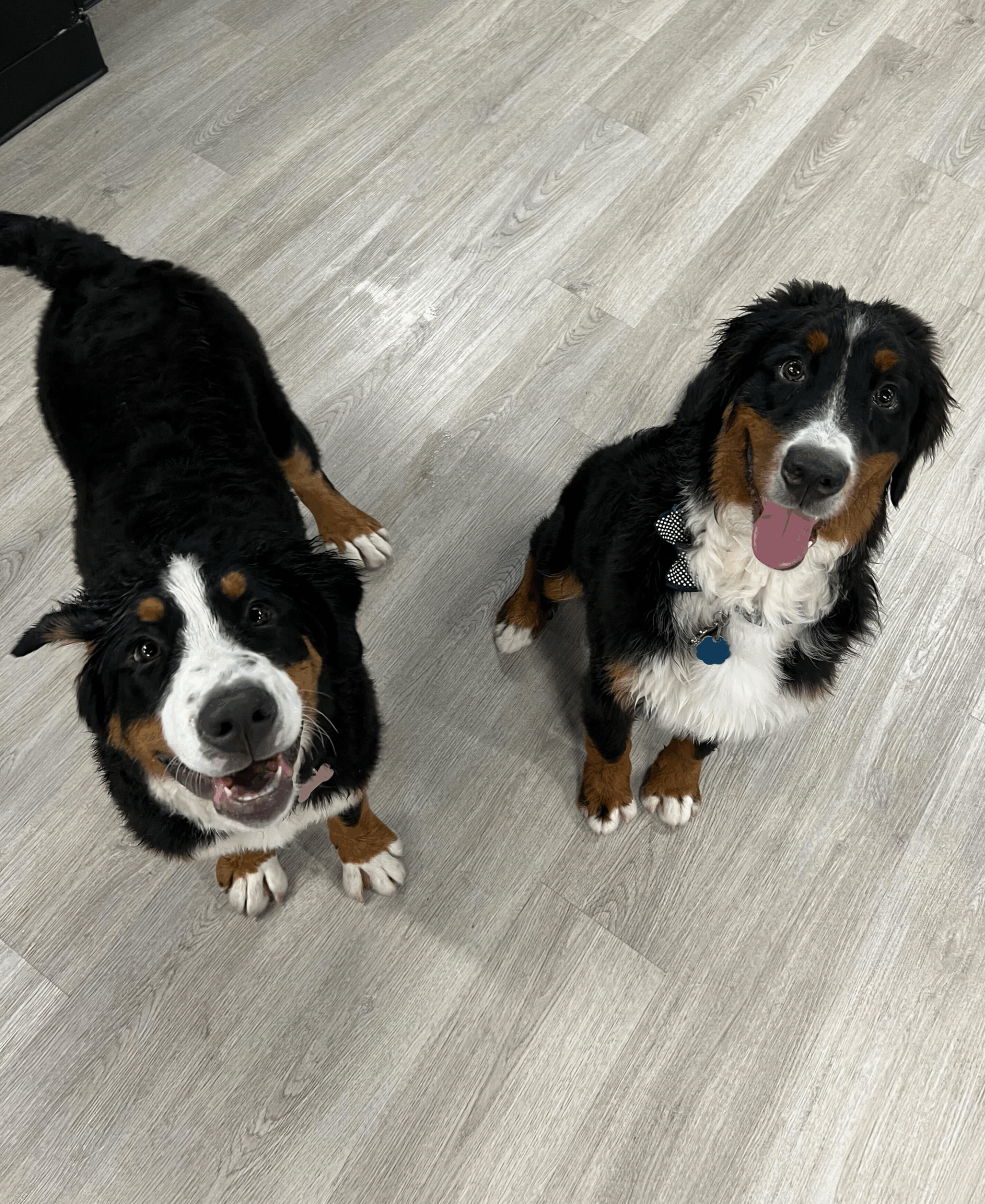 Puppy for Puppy Training at Wag Days Philly