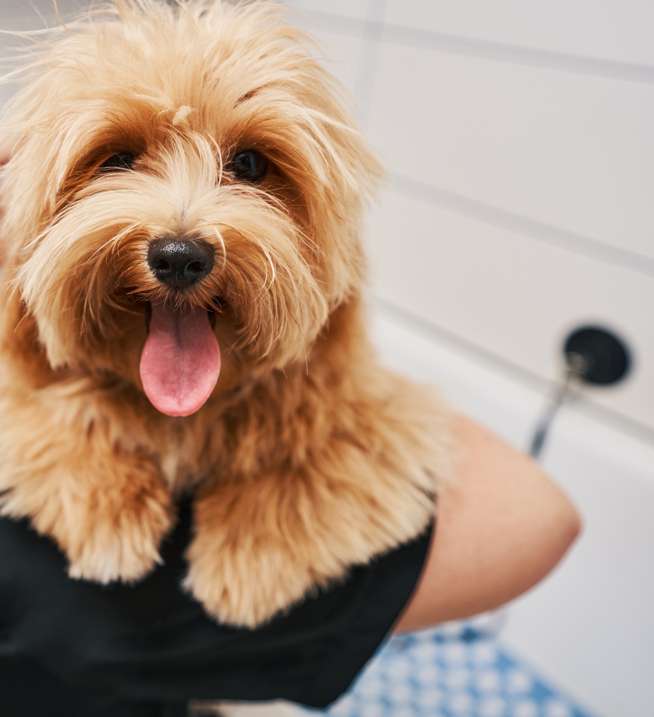 Happy dog sticking tongue out in shower at Wag Days Philly for Dog Grooming in Fishtown