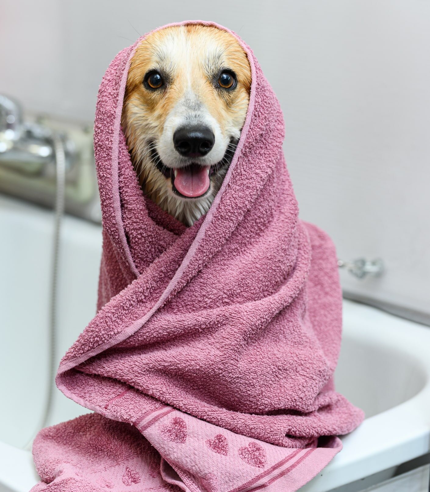 Happy dog wrapped in pink towel after bath at Wag Days Philly for Dog Grooming in Fishtown