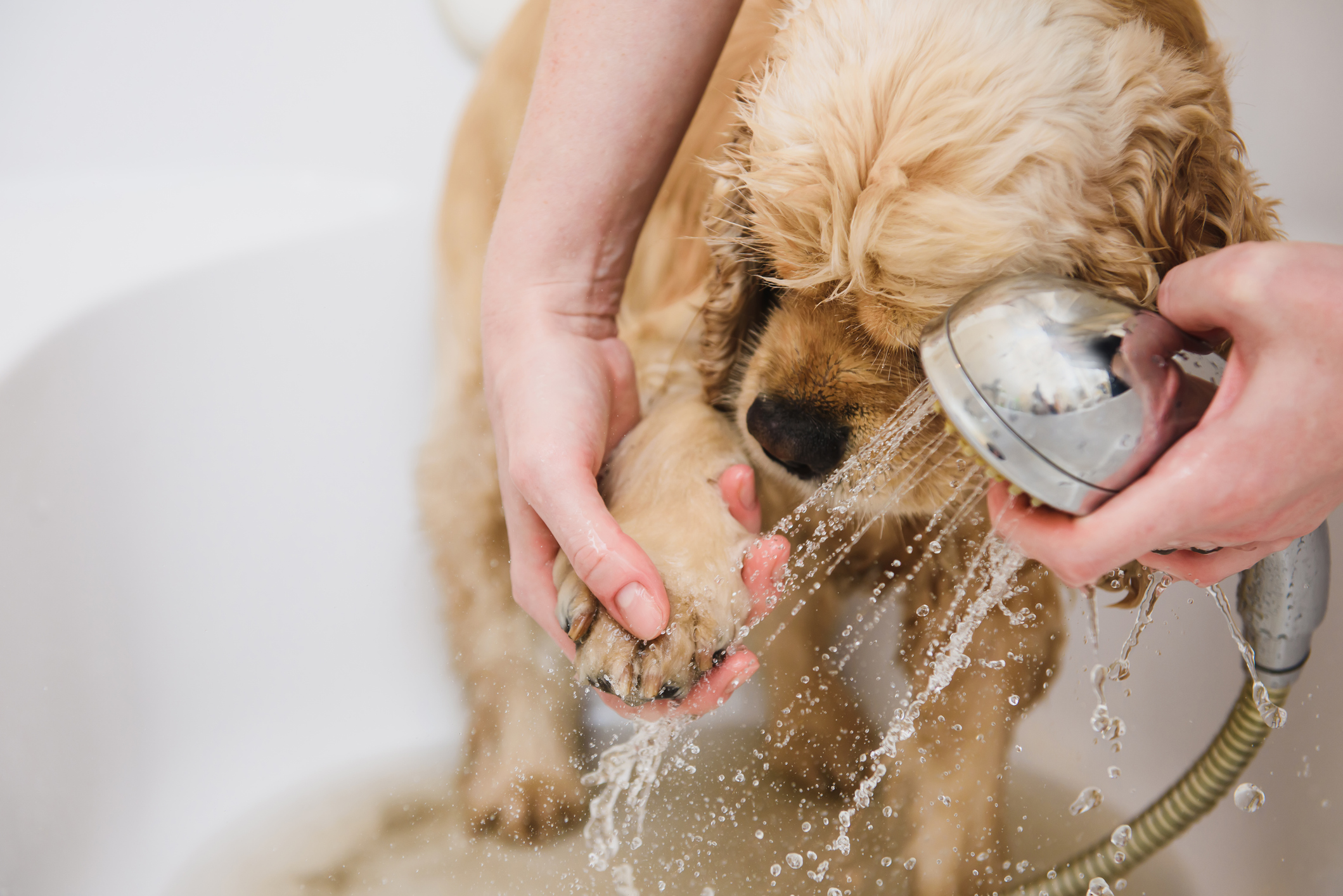 Cocker Spaniel getting shower at Wag Days Philly for Dog Grooming in Fishtown